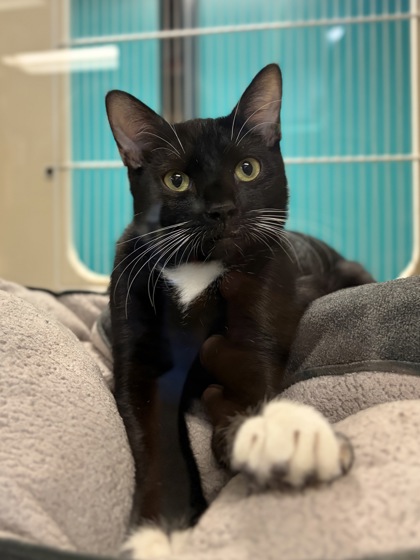 Small black and white Domestic Shorthair mix kitten | Coconut