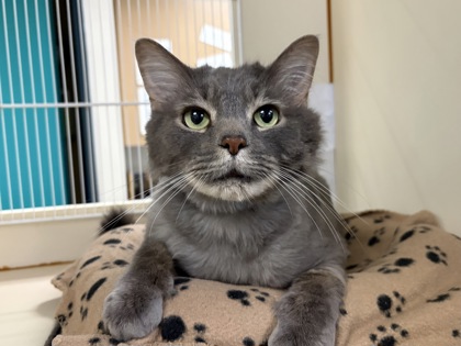 Large grey Domestic Medium Hair mix cat | Gollum