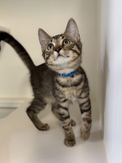 Small brown Domestic Shorthair mix kitten | Jacob