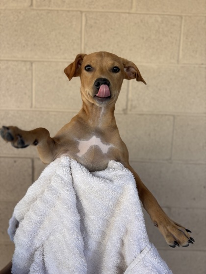 Small red and white Standard Smooth Haired Dachshund mix puppy | Hey Diddle Diddle