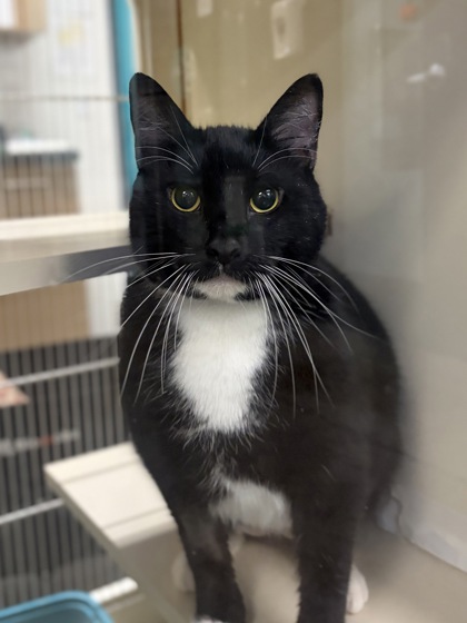 Large black and white Domestic Shorthair mix cat | Slowpoke