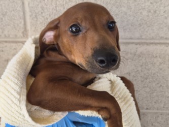 Small red Standard Smooth Haired Dachshund mix puppy | Old MacDonald