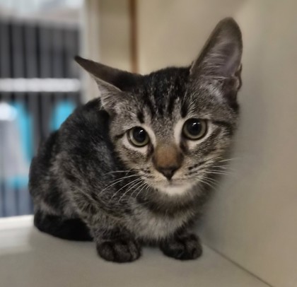Small brown Domestic Shorthair mix kitten | Abington