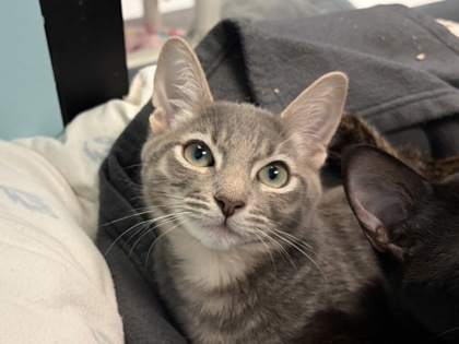 Small grey Domestic Shorthair mix kitten | Spicy