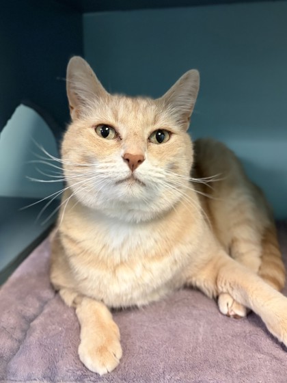Large orange Domestic Shorthair mix cat | Maxwell