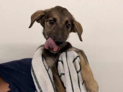 Small brown and black German Shepherd mix puppy | Quail