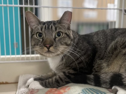 Large brown and white Domestic Shorthair mix cat | Spyro