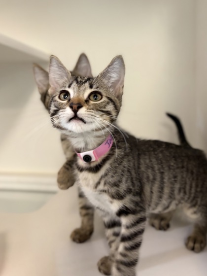 Small brown Domestic Shorthair mix kitten | Janine
