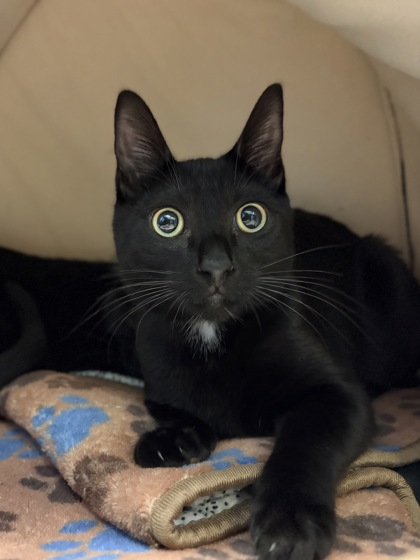 Small black Domestic Shorthair mix kitten | Gala