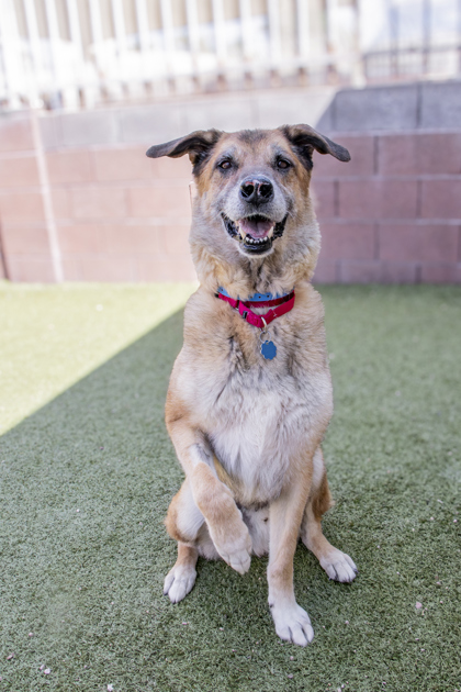 Large brown and black German Shepherd mix dog | Mac N Cheese