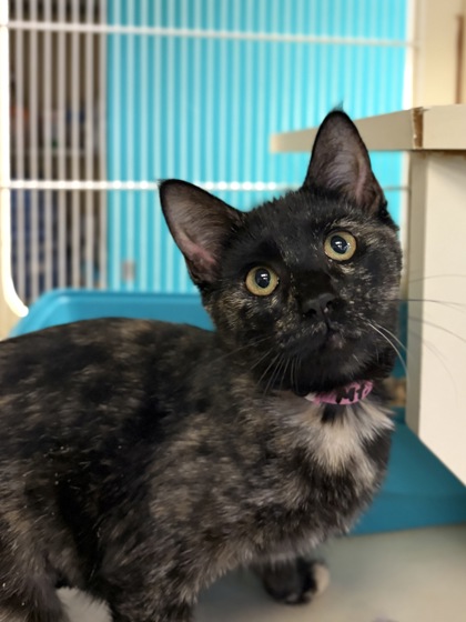 Small black and orange Domestic Shorthair mix kitten | Mt. Lemmon