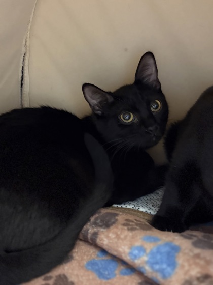 Small black and white Domestic Shorthair mix kitten | Red Delicious