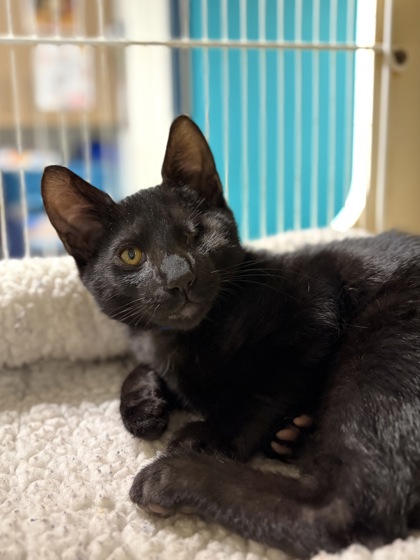Small black Domestic Shorthair mix kitten | Scarecrow
