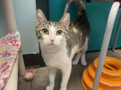 Medium grey and white Domestic Shorthair mix cat | Churu