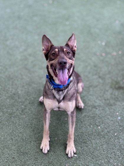 Large brown and tan German Shepherd mix dog | Cash