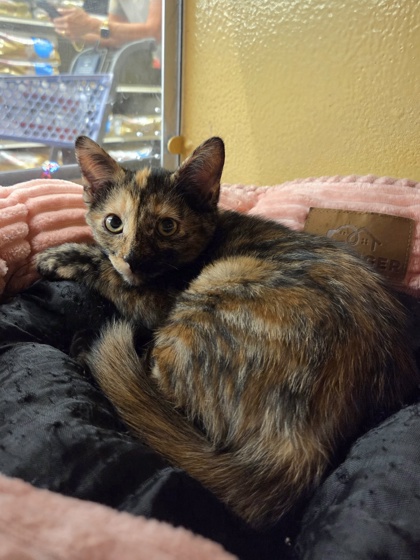 Small black and orange Domestic Shorthair mix kitten | Skully