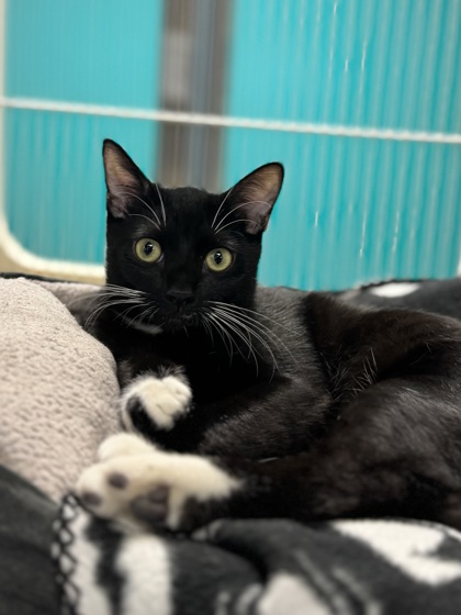 Small black and white Domestic Shorthair mix kitten | Coconut