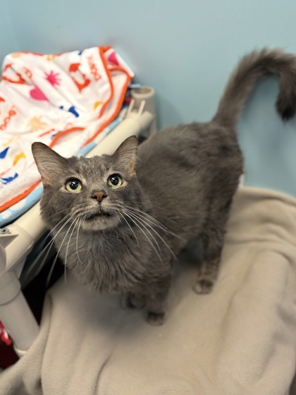 Large grey Domestic Medium Hair mix cat | Gollum