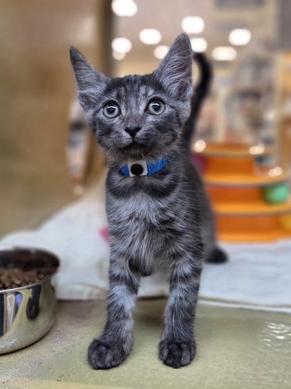 Small smoke Domestic Medium Hair mix kitten | Archibaldo
