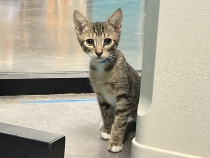 Small brown and white Domestic Shorthair mix kitten | Finn