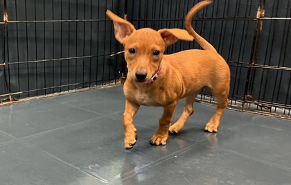 Small red Standard Long Haired Dachshund mix puppy | London Bridge