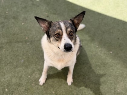 Large white and black Australian Cattle Dog | Marcello