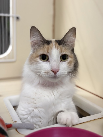 Medium white and cream Domestic Medium Hair mix cat | Tomato