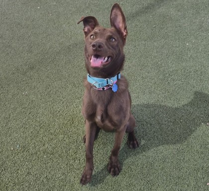 Medium brown Australian Kelpie mix dog | Shino