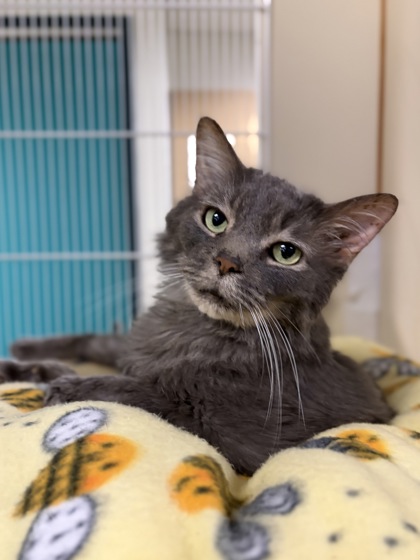 Large grey Domestic Medium Hair mix cat | Gollum
