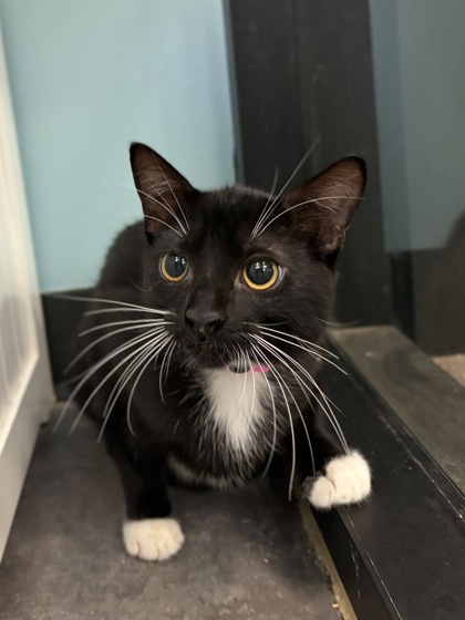 Small black and white Domestic Shorthair mix kitten | Jerboa