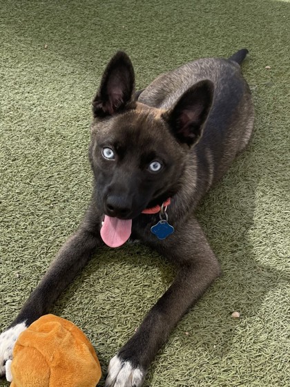 Small brown and black Alaskan Husky puppy | Reuben
