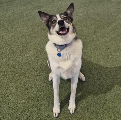 Large white and black Australian Cattle Dog | Marcello