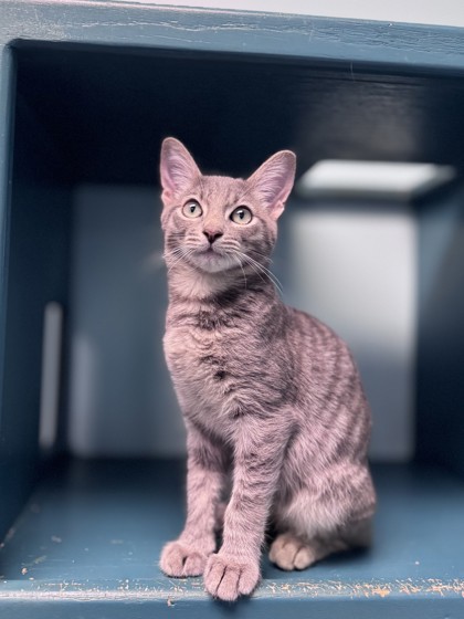 Small grey Domestic Shorthair mix kitten | Spicy
