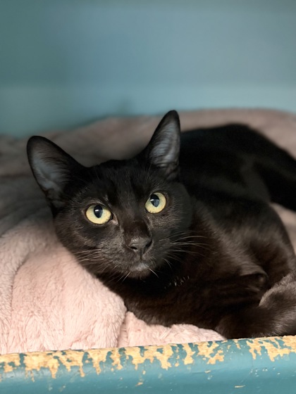 Small black Domestic Shorthair mix kitten | Lucky