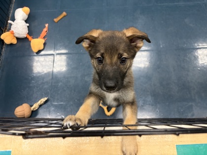 Small brown and black Australian Cattle Dog puppy | Cremini