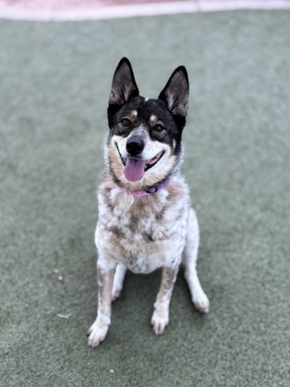 Medium brown and white Australian Cattle Dog mix | Avalon