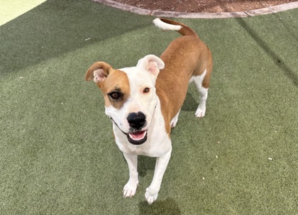 Large white and red Pit Bull Terrier mix dog | Kiyoko