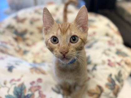 Small orange Domestic Shorthair mix kitten | Tom