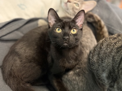 Small black Domestic Shorthair mix kitten | Lucky