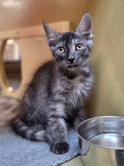 Small smoke Domestic Medium Hair mix kitten | Luca