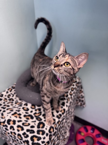 Medium black and cream Domestic Shorthair mix cat | Josie Jr