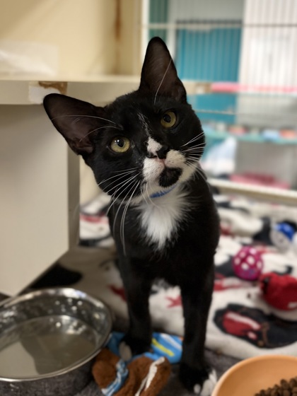 Small black and white Domestic Shorthair mix kitten | Tuco-Tuco