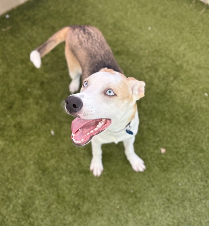 Medium blond and black Alaskan Husky puppy | Script