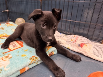 Small black and white Australian Cattle Dog puppy | Enoki