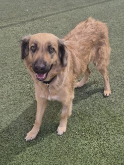 Medium tan and black Australian Shepherd mix dog | Zoinks
