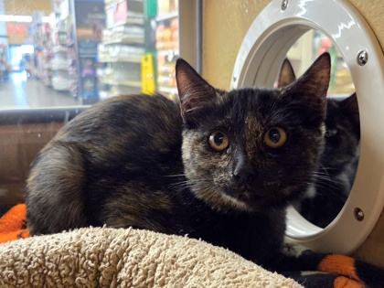 Small black and orange Domestic Shorthair mix kitten | Superstitions