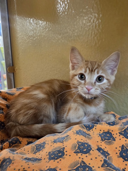 Small orange Domestic Shorthair mix kitten | Carrot
