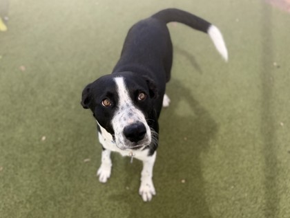 Large black and white Australian Cattle Dog mix | Kieren