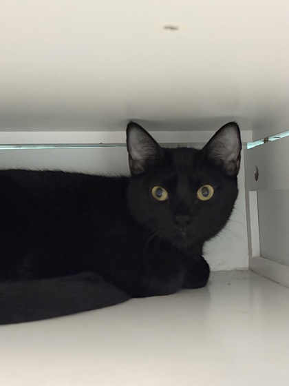 Small black Domestic Shorthair mix kitten | Lora