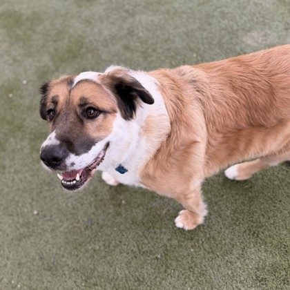 Large tan and white Australian Shepherd mix dog | Mulani